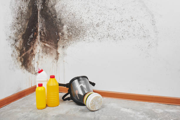 Best Fast Mold Removal  in Winslow, AZ