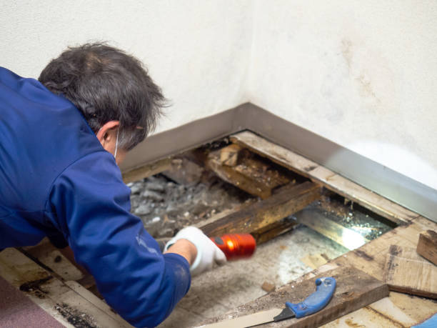 Best Same-Day Mold Removal  in Winslow, AZ