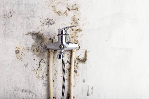 Best Black Mold Removal  in Winslow, AZ