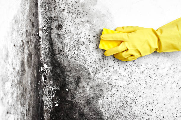 Best Mold Remediation  in Winslow, AZ