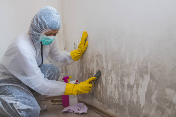 Office Mold Removal Services in Winslow, AZ