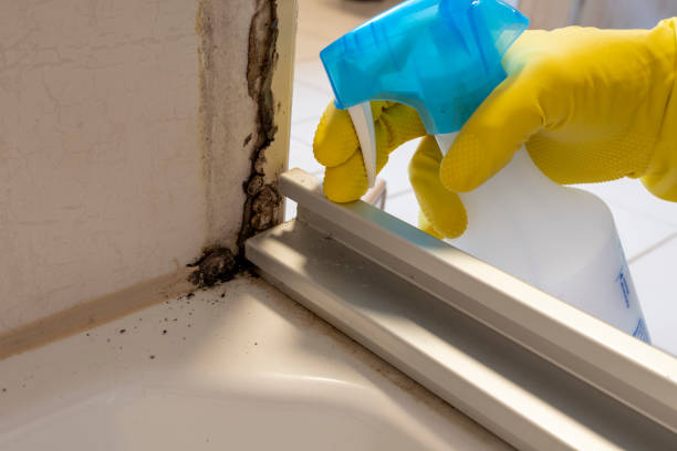 Best Mold Damage Repair  in Winslow, AZ