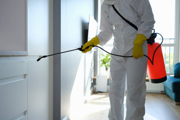 Best Home Mold Removal  in Winslow, AZ