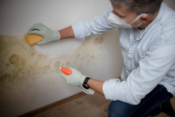 Best Black Mold Removal  in Winslow, AZ
