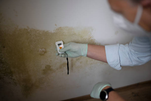 Best Toxic Mold Removal  in Winslow, AZ