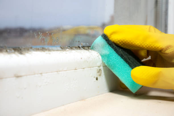 Best Black Mold Removal  in Winslow, AZ