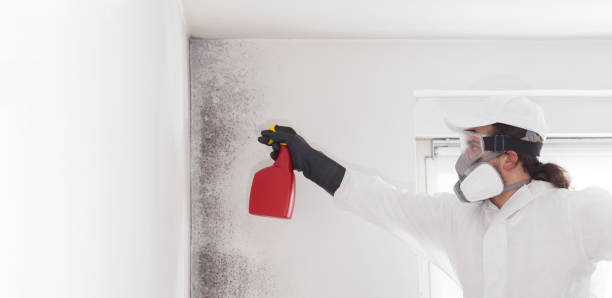 Best Mold Remediation  in Winslow, AZ