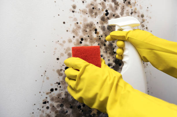 Home Mold Removal in Winslow, AZ